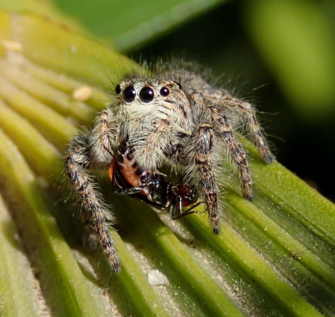 Philaeus chrysops con preda - Treviso